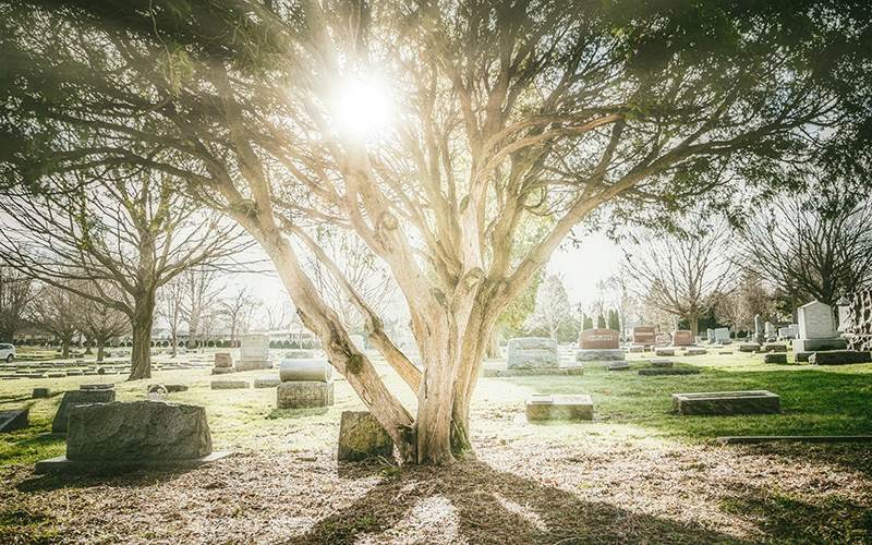殡葬常识：墓地、公墓、陵园都有哪些区别？