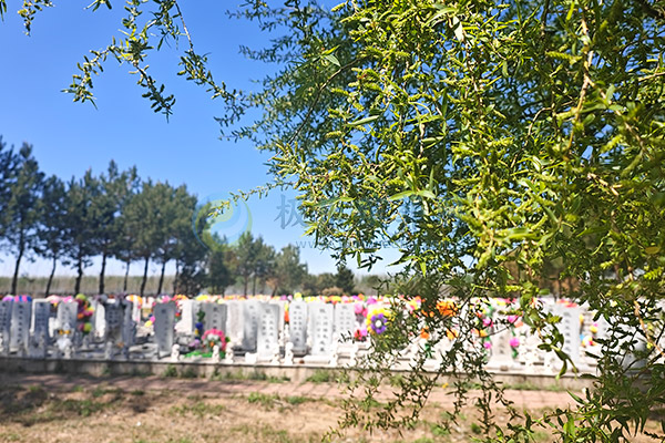 沈阳陵园价格一览2026清明特惠活动：低至2800元起，选墓避坑全攻略