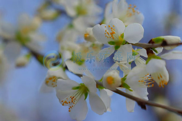 天津墓地寿衣为何穿单数？解读传统殡葬中的数字寓意