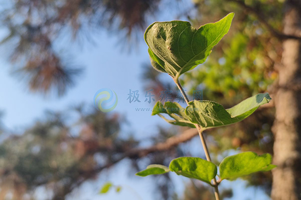 北京墓地应该怎样维护？墓地维护方法与注意事项